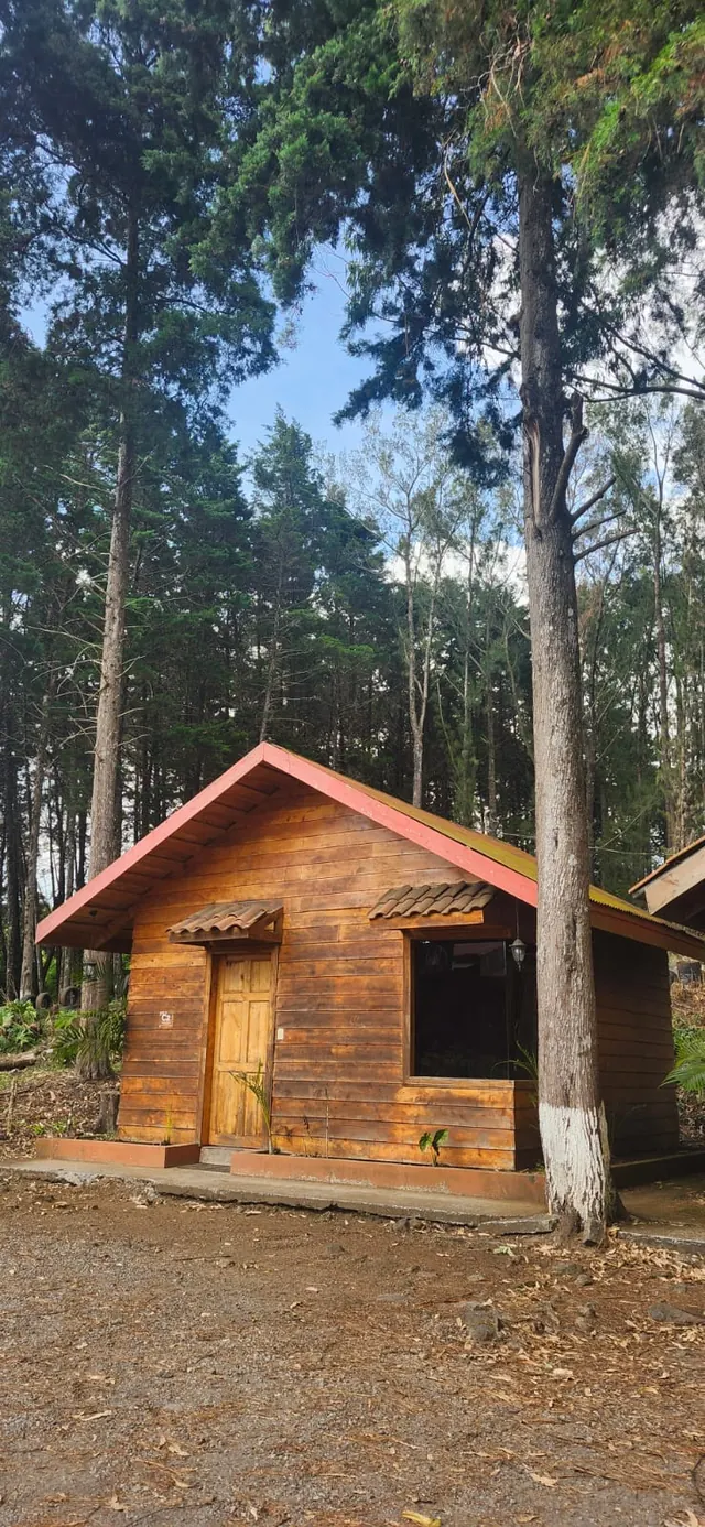 Cabaña de madera entre pinos altos